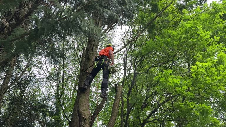 Best Arborist Consultation Services  in Ruskin, FL